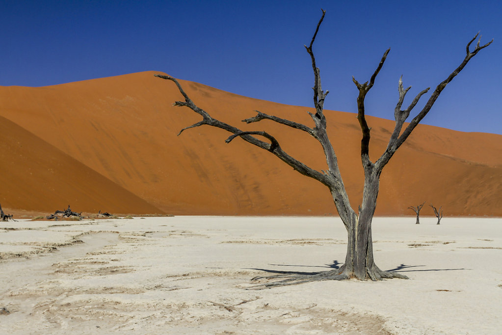 deathvlei-3.jpg